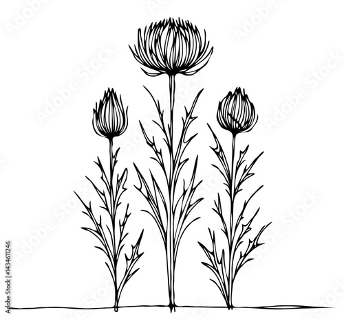Hand drawn artichokes Botanical drawing. Simple line art thistle, stems illustration. Black and White wild flowers. Protea plants. Set of teasel outline doodle floral sketch. Leaves Silybum marianum