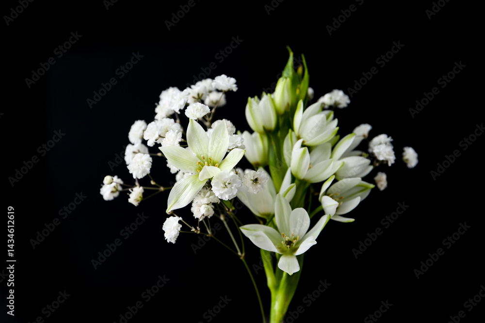 Obraz premium Bouquet with beautiful gypsophila and freesia on white background