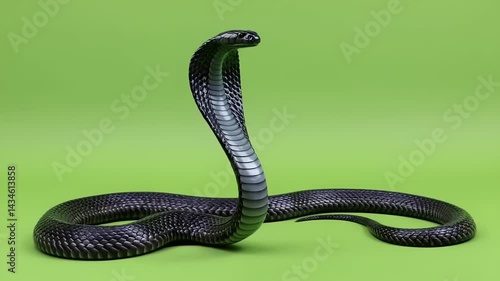 Majestic black cobra with raised hood, isolated on green