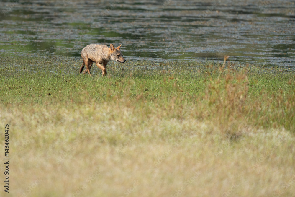 Fototapeta premium Golden jackal in its natural habitat - wildlife shot