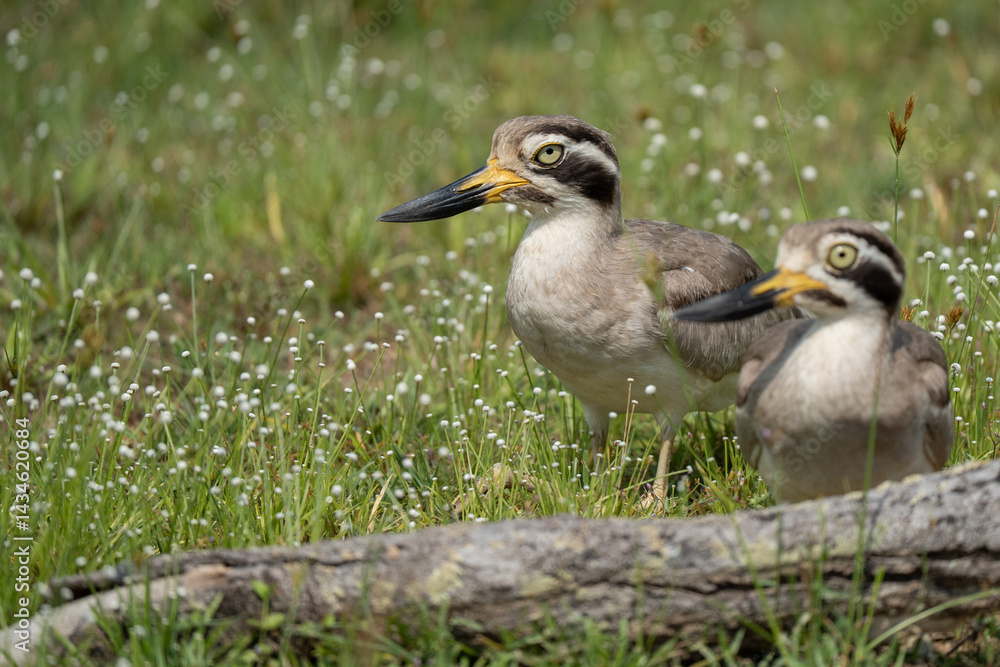Fototapeta premium great thick-knee in its natural habitat 