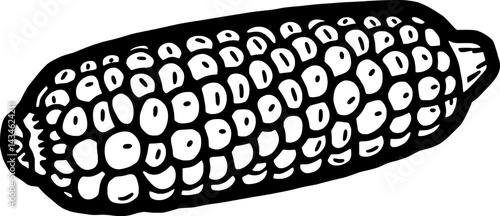 Detailed Line Drawing Of An Ear Of Corn Isolated