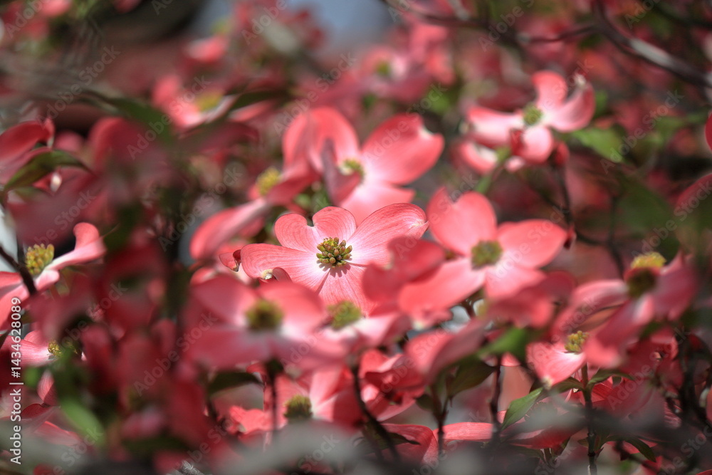 Obraz premium 薄紅色のハナミズキ