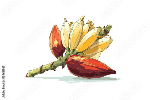 Banana blossom natural nature isolated