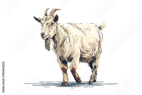 Goat tibetan pigmy goat isolated