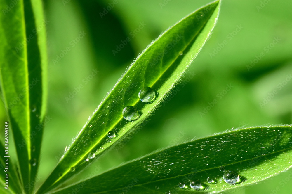 Obraz premium Regentropfen auf einem Lupinenblatt