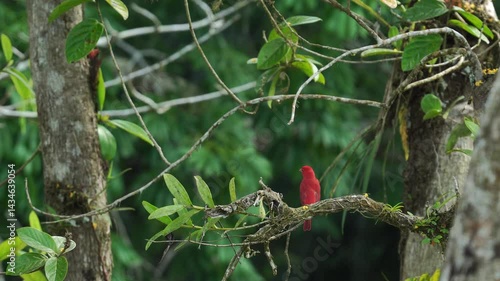Wide shot of a male Summer Tanager (Piranga rubra) perched on a tree, with its vibrant red plumage contrasting beautifully against the lush green vegetation. After a brief moment of stillness, the bir