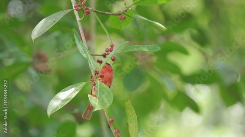 Juvenile male Summer Tanager (Piranga rubra) feeding on seeds from a tree while being gently moved by the wind. The young bird, with its mottled yellow and reddish plumage, clings to the swaying branc