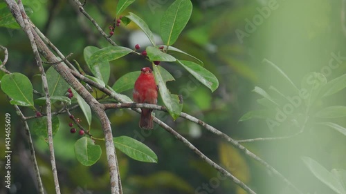 A male Summer Tanager (Piranga rubra) feeds on red seeds while perched on a branch, captured in a wide shot. Its intense red plumage contrasts beautifully with the vibrant green of the surrounding veg