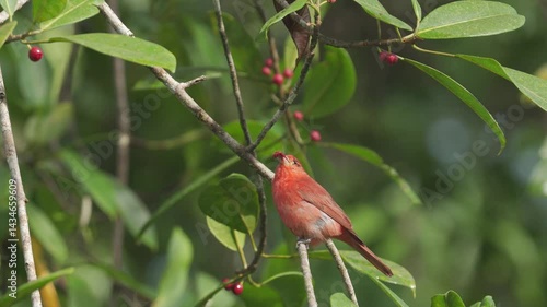 A male Summer Tanager (Piranga rubra) with a visibly injured eye perches on a tree while feeding on seeds. Despite the injury, the bird displays its vivid red plumage, creating a strong visual contras