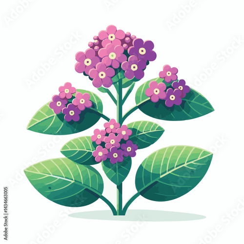 flower, floral, heliotrope, nature, natural, background, plant, garden, leaf, beauty, blooming, flora, botany, botanical, heliotropium, summer, petal, blossom, fresh, beautiful, drawing, green, illust
