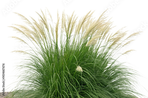 Set of Miscanthus sinensis gracillimus and Pennisetum setaceum rubrum isolated png on a transparent background perfectly cutout high resolution
