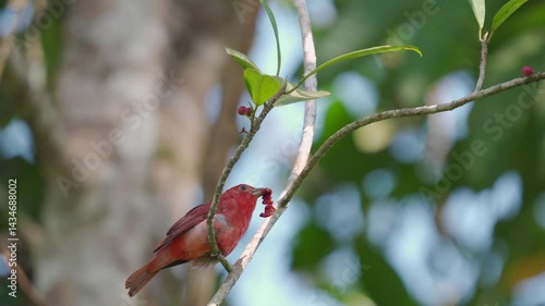 Juvenile male Summer Tanager (Piranga rubra) feeding on seeds from a tree while being gently moved by the wind. The young bird, with its mottled yellow and reddish plumage, clings to the swaying branc