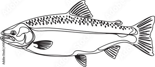 Black continuous line drawing of a salmon fish depicted in minimal sketch style isolated on clean white background for seafood and marine illustration concepts