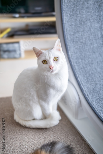 Fototapeta お座りしてカメラ目線をする白猫