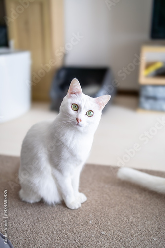 Fototapeta 首を傾げて見つめてくる白猫