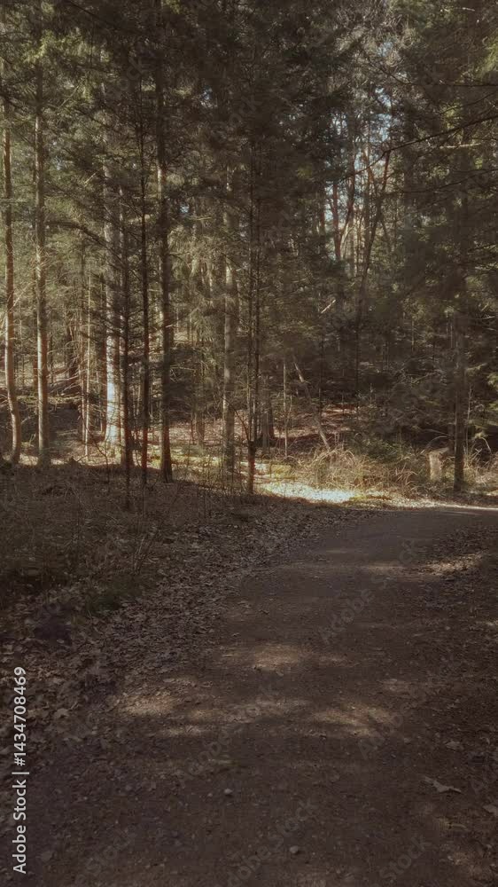 Walking through dense spruce forest by empty trail among old lush fir trees in sunlight at sunny day of early spring. No people nature tranquil desolate woodland landscape, vertical shot. Walking through dense spruce forest by empty trail among old lush fir trees in sunlight at sunny day of early spring. No people nature tranquil desolate woodland landscape, vertical shot.