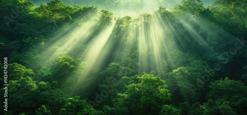 Wallpaper Mural Forest sunlight green canopy trees natural light environment ecology woods Torontodigital.ca