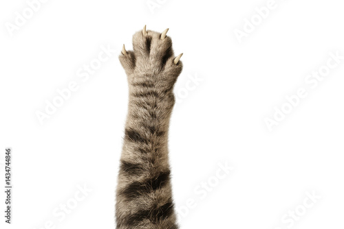 Cat paw with claws extended against black background highlighting striped fur. Isolated illustration