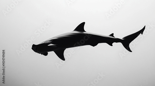 Hammerhead shark silhouette marine wildlife underwater ocean predator sea animal photography fish