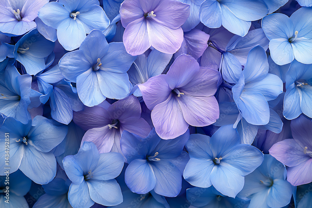 name : enchanting warm bluebell wall, ethereal macro detail, name : enchanting warm bluebell wall, ethereal macro detail,