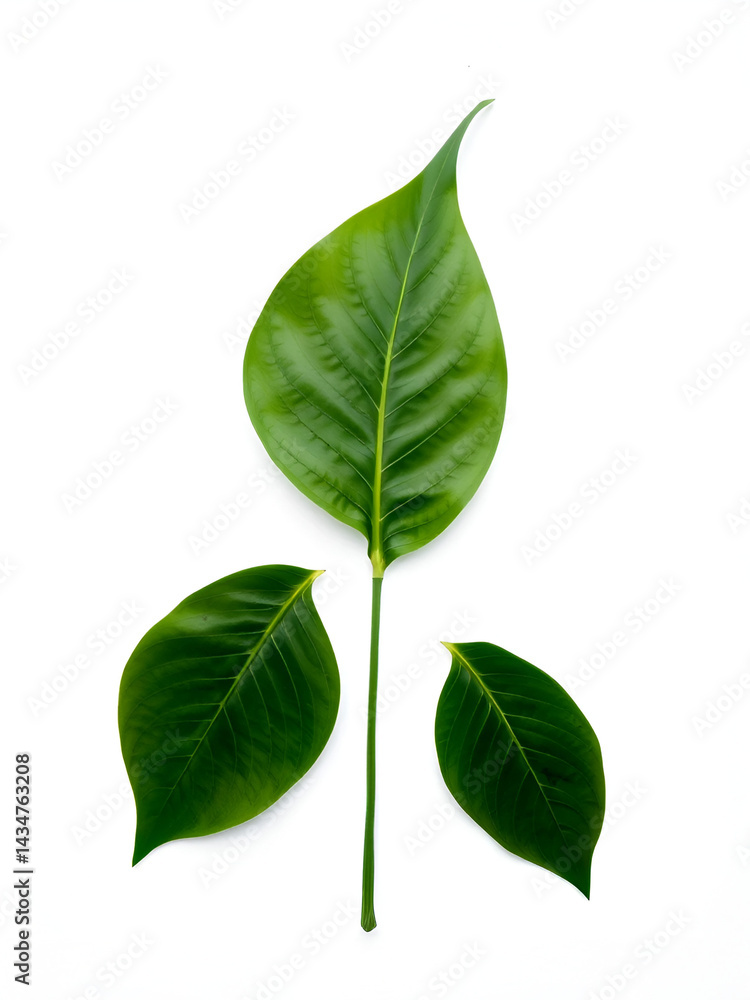 Fototapeta premium Belpatra leaf. three pelpatra leaf on white background.