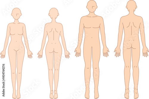 男女のシンプルなヌードイラスト（前後）