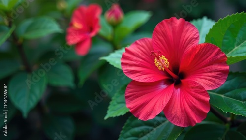 Wallpaper Mural Bold hibiscus blooms in vibrant hues, tropical feel, exotic, textile Torontodigital.ca