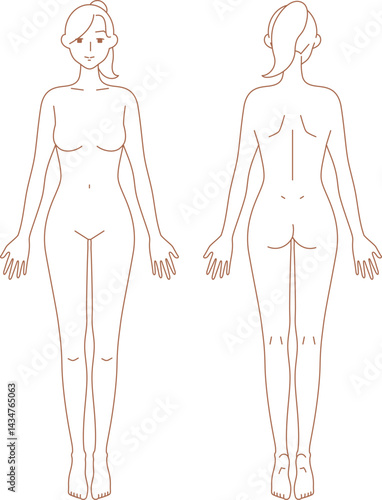 女性のシンプルなヌードイラスト（前後）