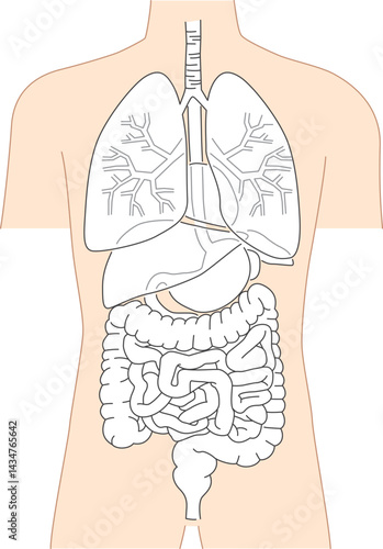 人体の内臓シンプルなイラスト