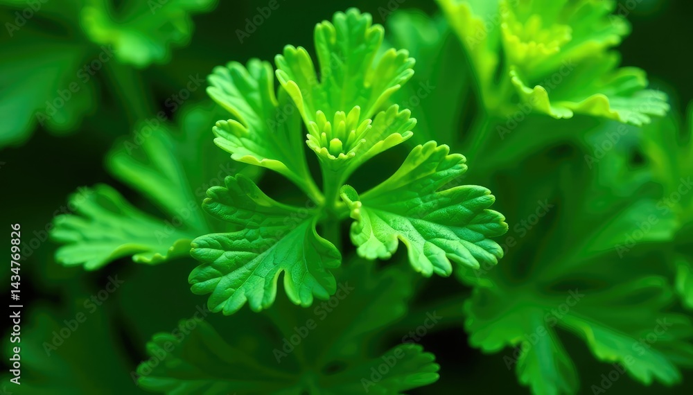 Fototapeta premium Intricate parsley leaf detail, vibrant green hues, texture, design element