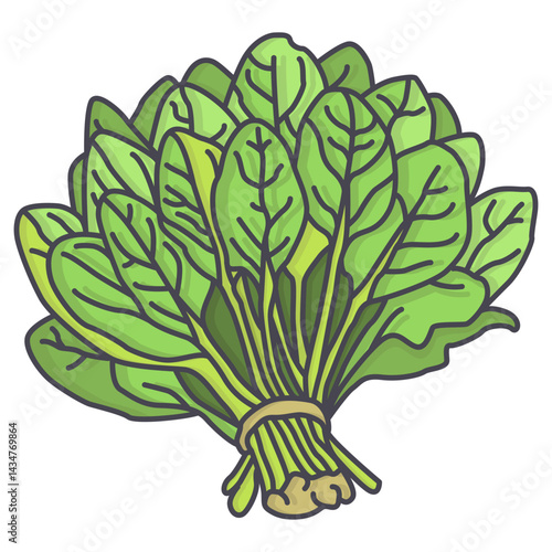 spinach vegetable