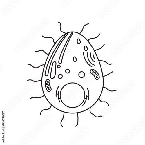 Plasmodium