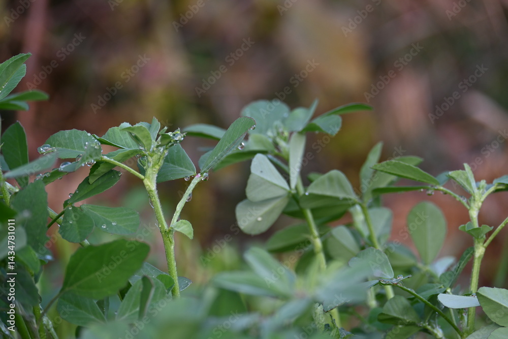 Fenugreek plant in vegetable garden. It is a most popular Greens and vegetable.
Its leaves and seeds are common ingredients in dishes from the Indian subcontinent. Trigonella foenum graecum.
Fenugreek plant in vegetable garden. It is a most popular Greens and vegetable.
Its leaves and seeds are common ingredients in dishes from the Indian subcontinent. Trigonella foenum graecum.