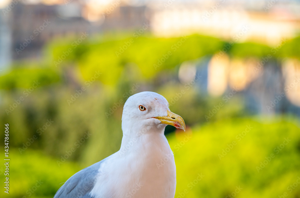 View from iconic Altar of the Fatherland to Rome historic center, Italy