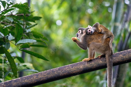 Photography Ecuadorian squirrel monkey (Saimiri cassiquiarensis macrodon) mother eating a ba