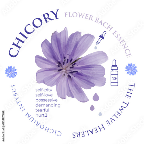 Layout Design Flower Bach Essence Remedy Label Chicory Description Blue Purple Emotion Therapy Flower