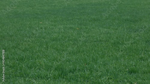 濃いグリーンの牧草地