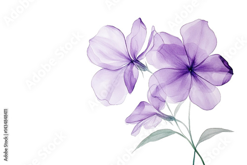 Wallpaper Mural Watercolor illustration of purple flowers with delicate translucent petals on black Torontodigital.ca