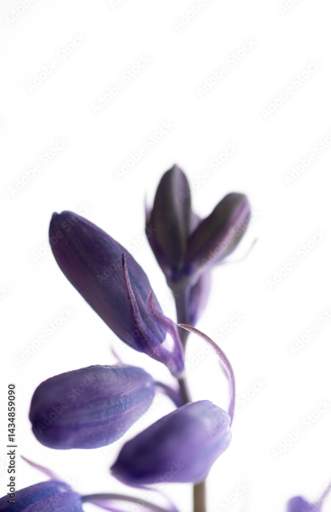 Naklejka premium Close up of Delicate Spanish Bluebell Flowers