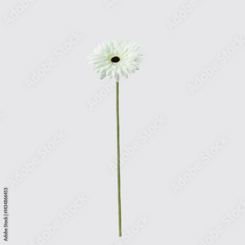 Wallpaper Mural Elegant White Flower Vector Illustration  Torontodigital.ca