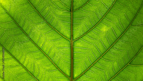 green leaf texture