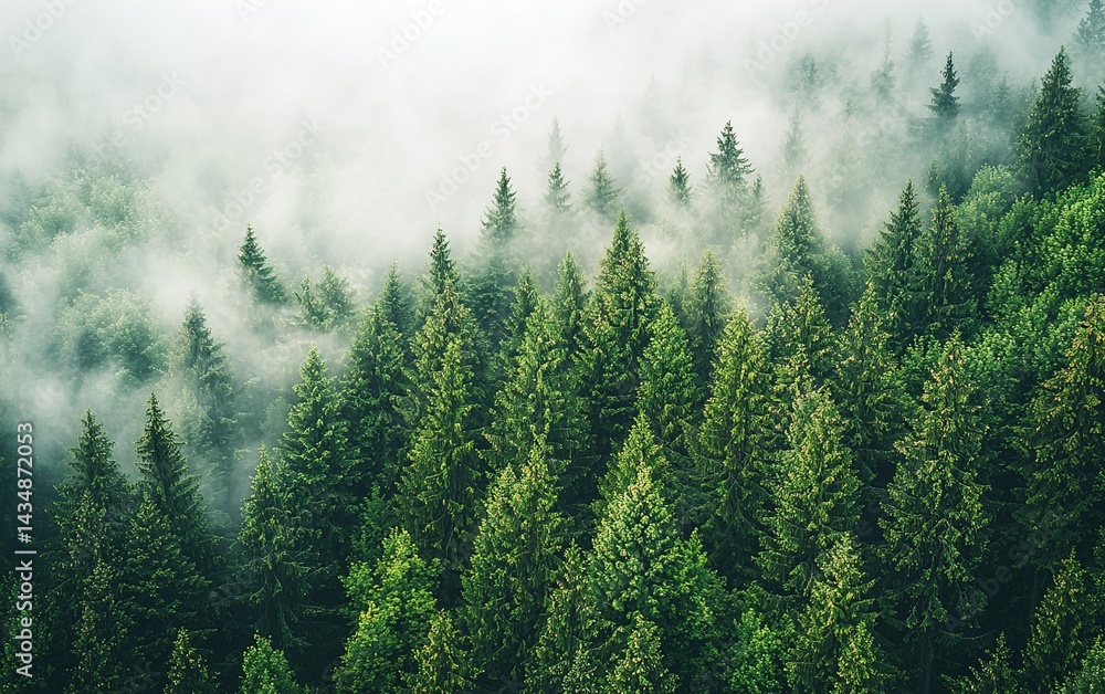 Aerial view of a dense forest with a misty atmosphere Aerial view of a dense forest with a misty atmosphere