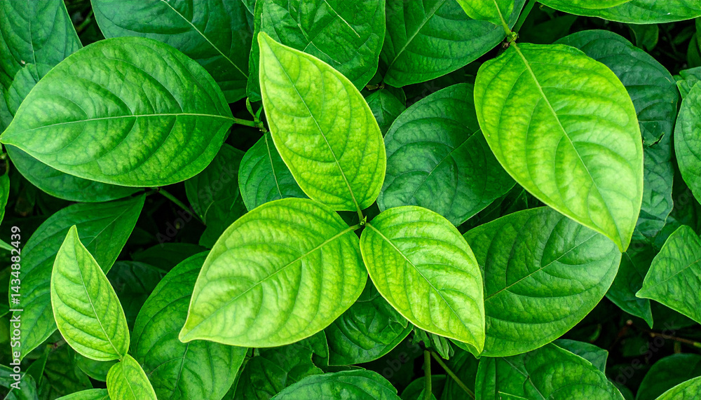 beautiful green leaves beautiful green leaves