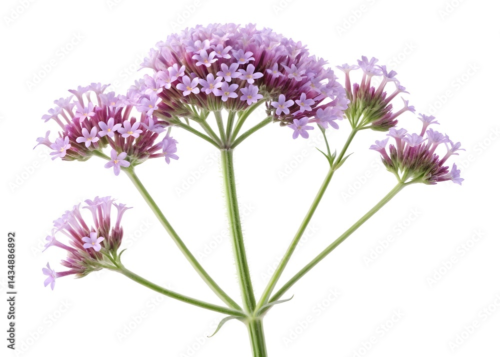 Obraz premium frontal verbena bonariensis,lilac flowers on a transparent background