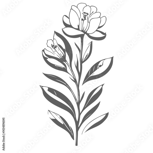Elegant botanical drawing: Single line floral illustration with delicate details