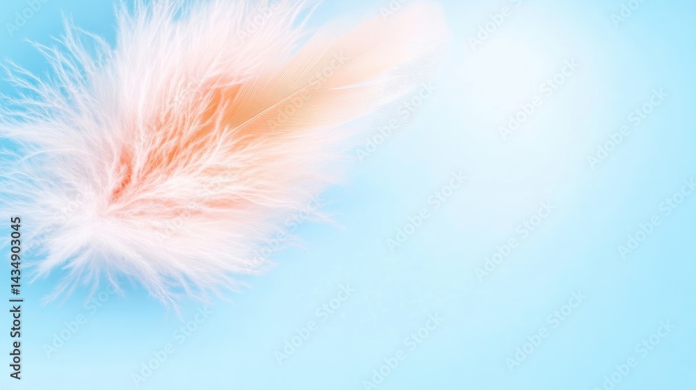 Obraz premium Light Pastel Feather on Blue