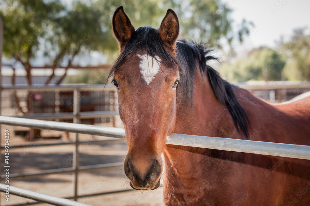 Fototapeta premium brown horse portrait