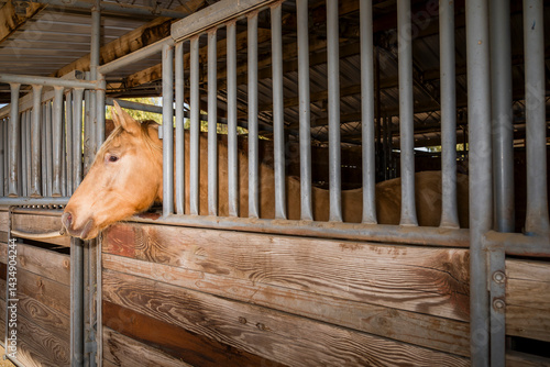 horse in stable