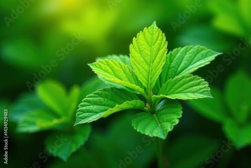 Wallpaper Mural Intricate citronella leaves, vibrant green hues, AI generated, wallpaper, foliage Torontodigital.ca